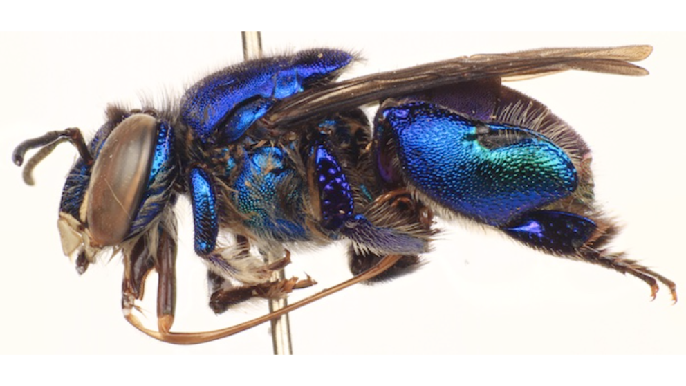 Specimen of orchid bee being researched in the article.